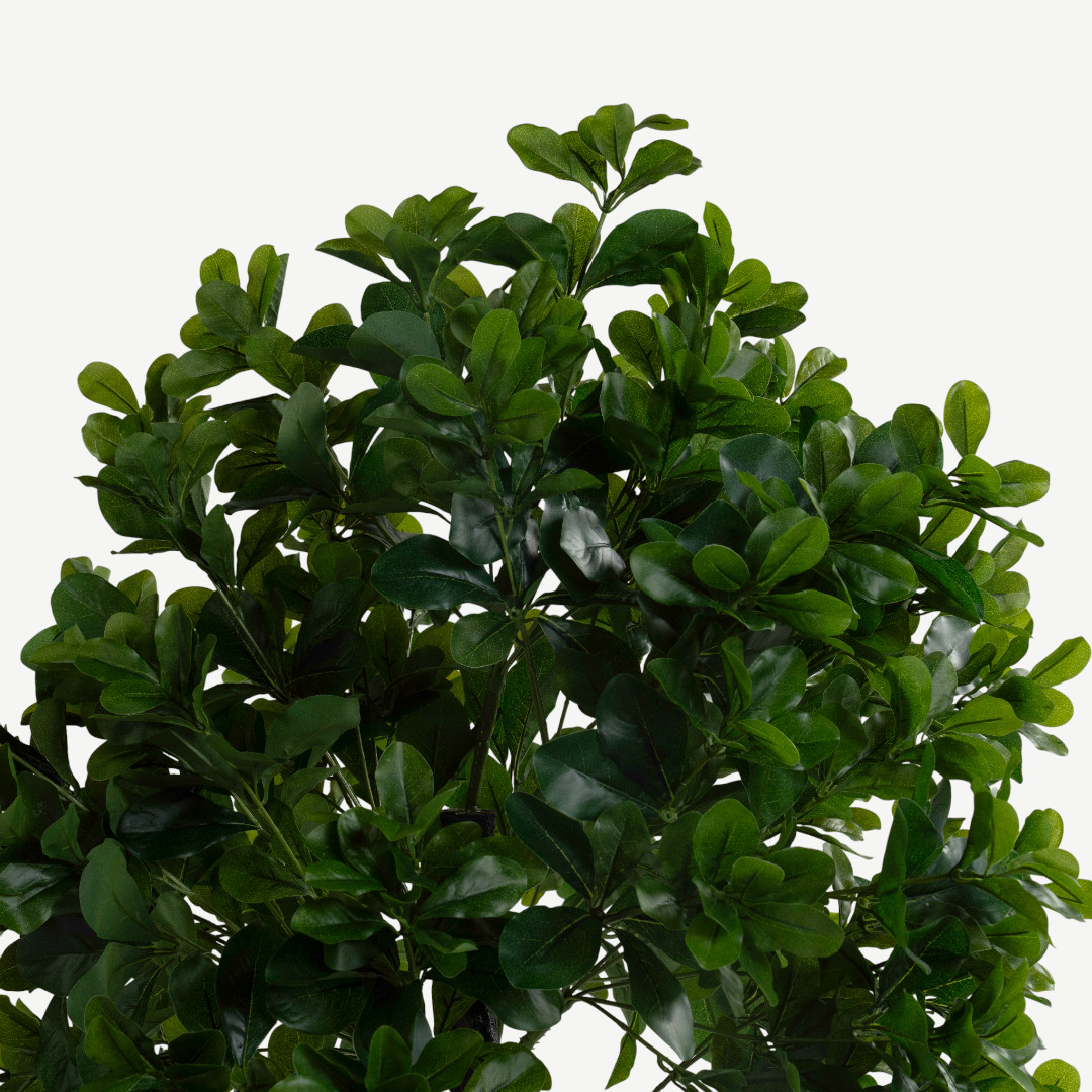 Radermachera Sinica Tree With Pot 150cm