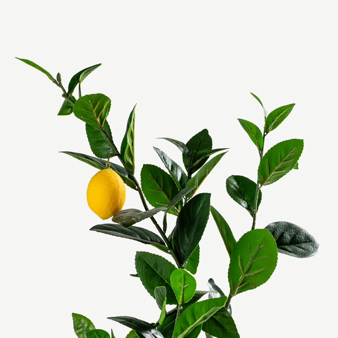 Lemon Tree With Pot 120cm